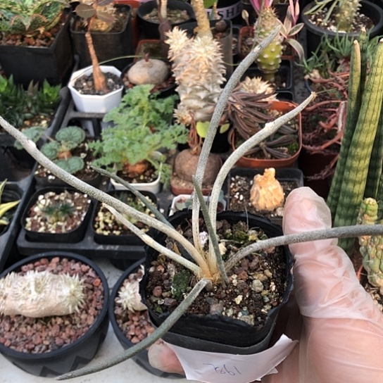 珍***生无花朵7861美杜莎带盆