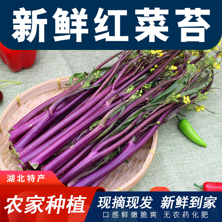湖北农家自种新鲜现摘红菜苔当季时令蔬菜
