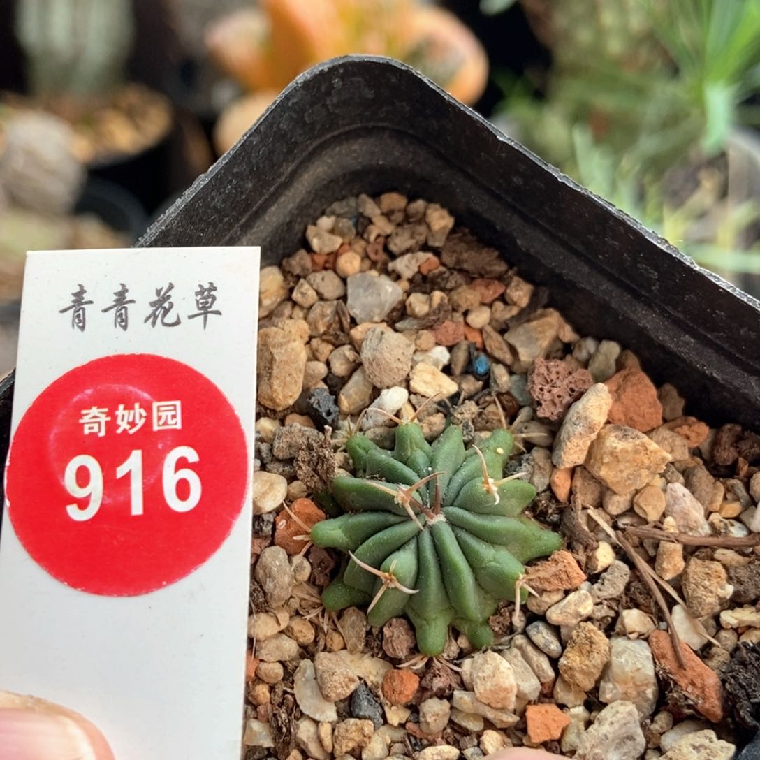 实生龙剑丸2.3cm一棵仙人球