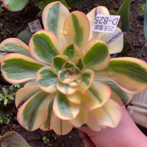 825嫁接王妃满25包邮多肉