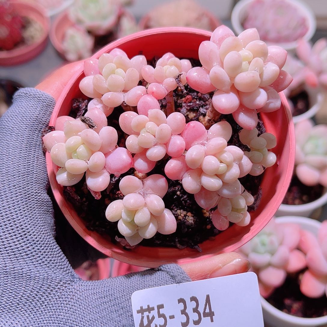 花05-334洛可可群