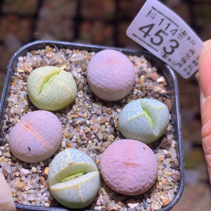 精品生石花114.453