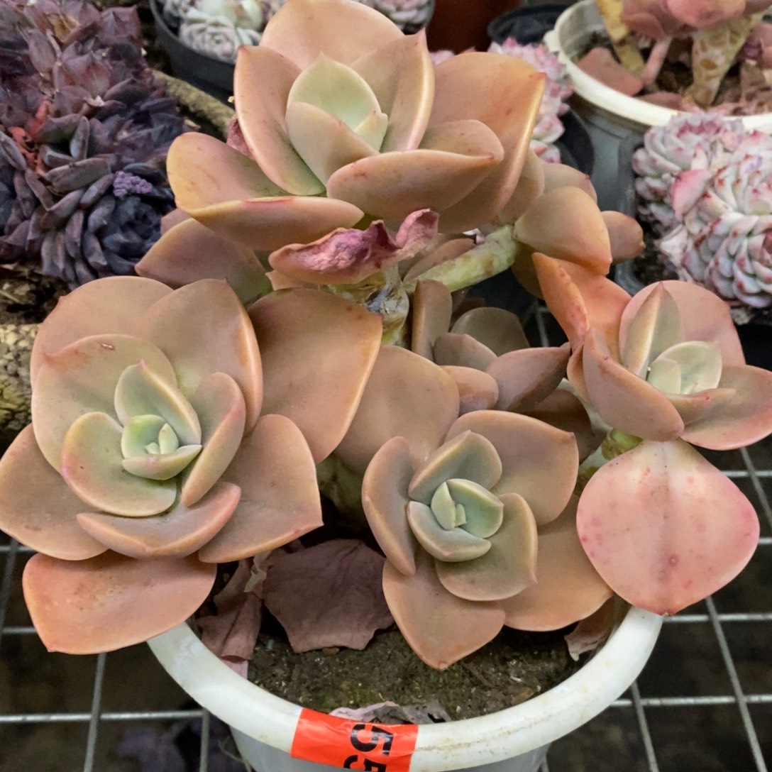 贺氏多头群生老桩，160杯