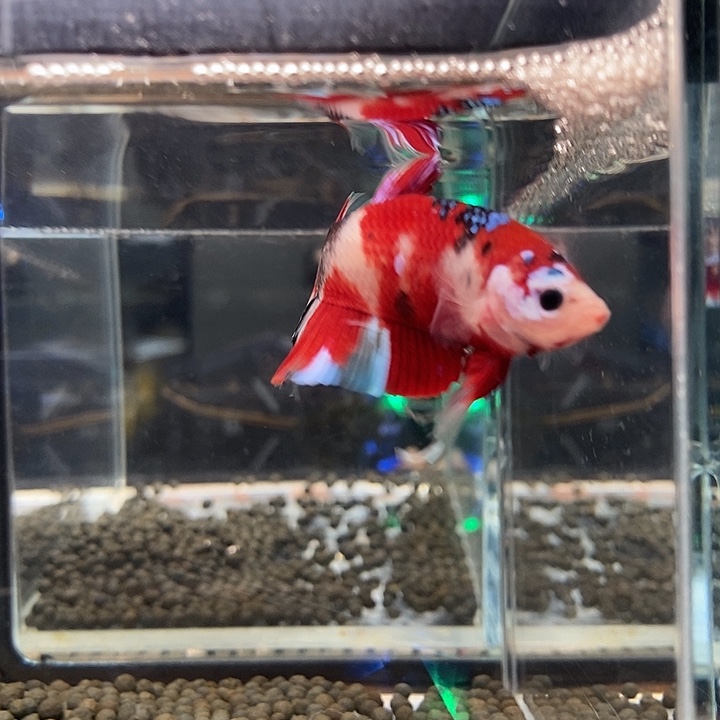 斗鱼黑27号巨斗将军