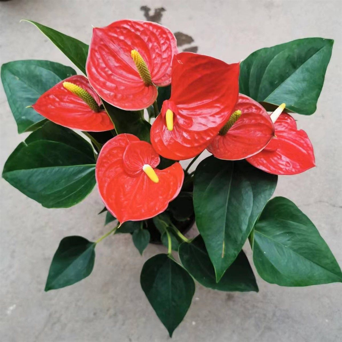 新疆包邮红掌绿植花卉盆栽净化空气简单好养水培土培四季开花室内