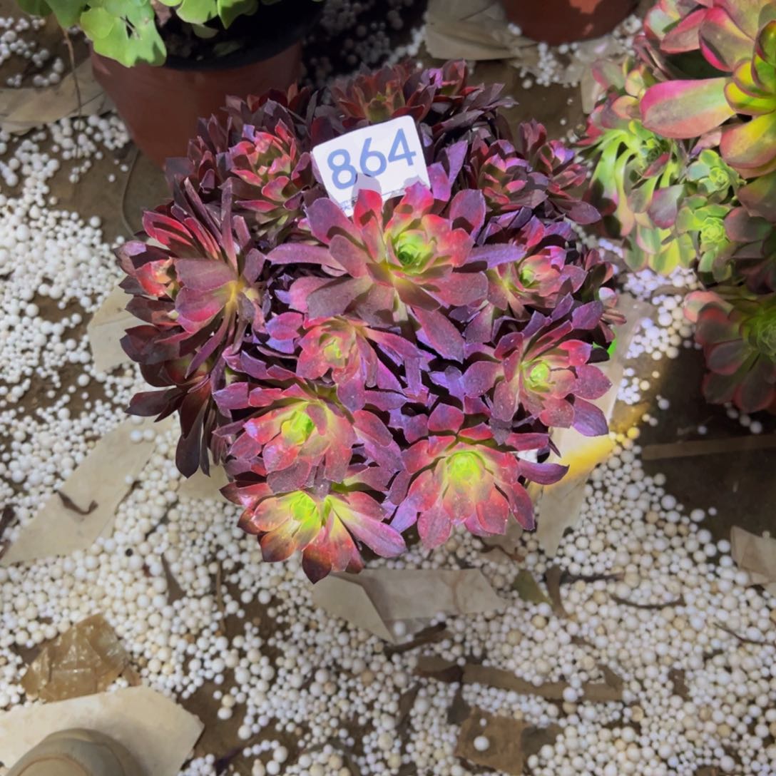 864安娜多肉植物