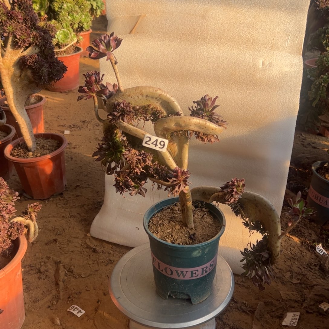 伤多双翅膀249冠服38