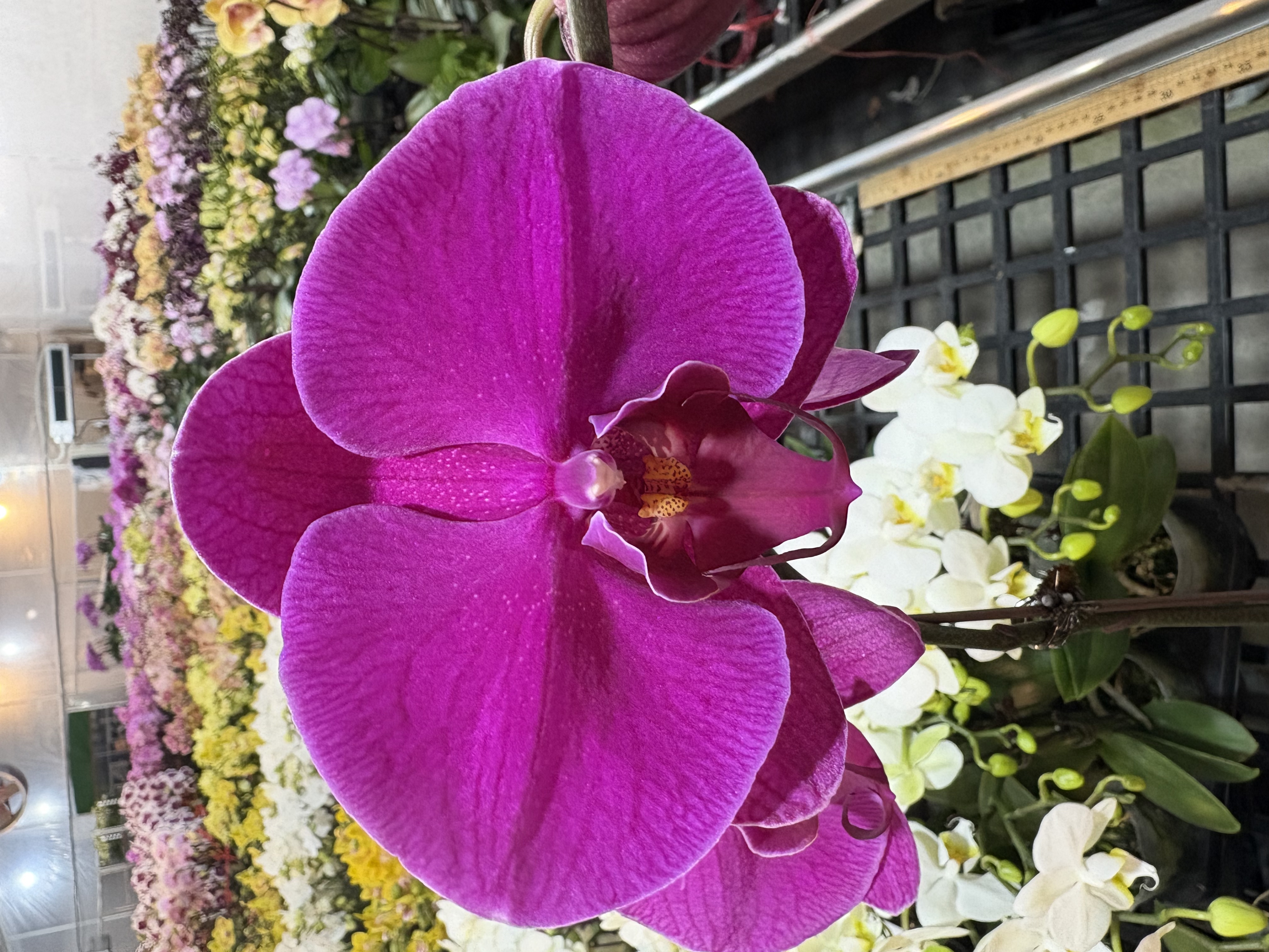 蝴蝶兰【3.5寸满园红】大花型 带花发货 红红火火 高级花卉 