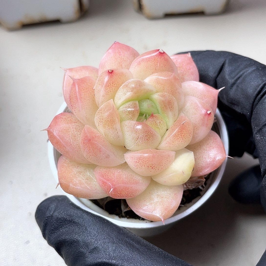 优选麦秆福利648