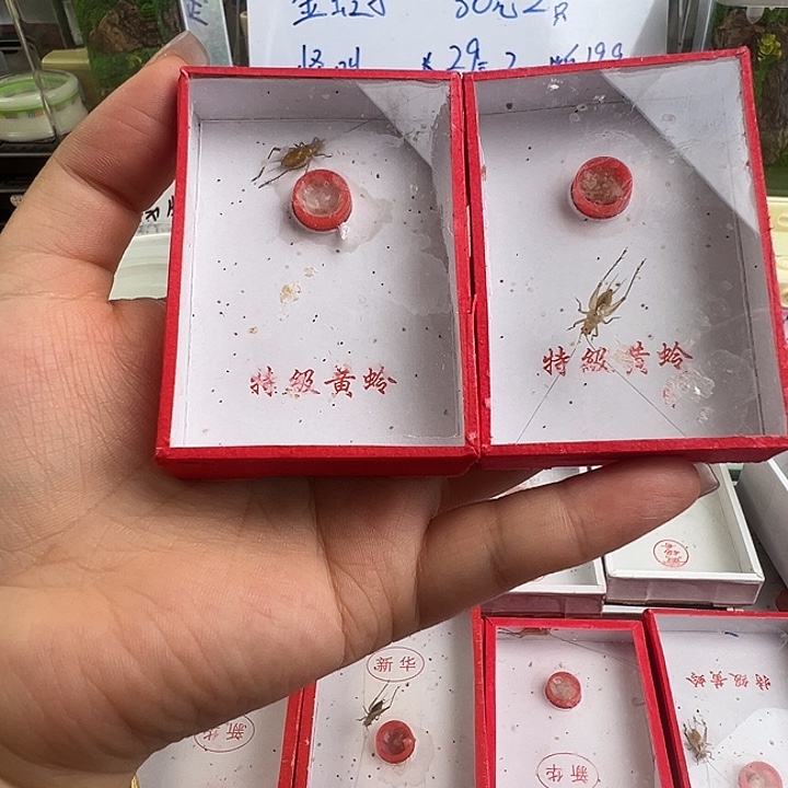 断须大黄……2只，光头……