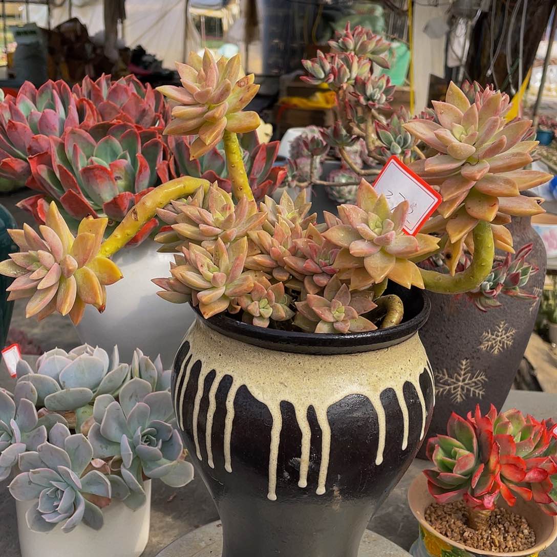 橙色恋人多肉植物群然后2702