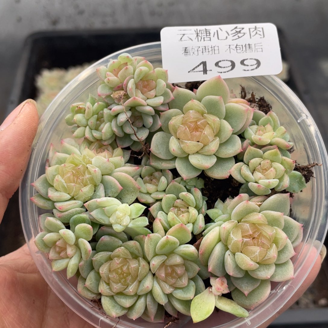 云糖心多肉植物499