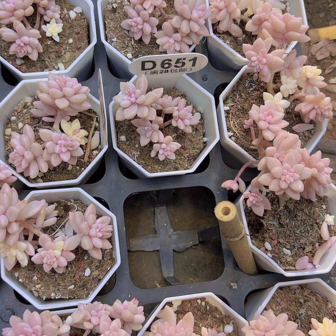 D651姬秋丽锦一物一拍