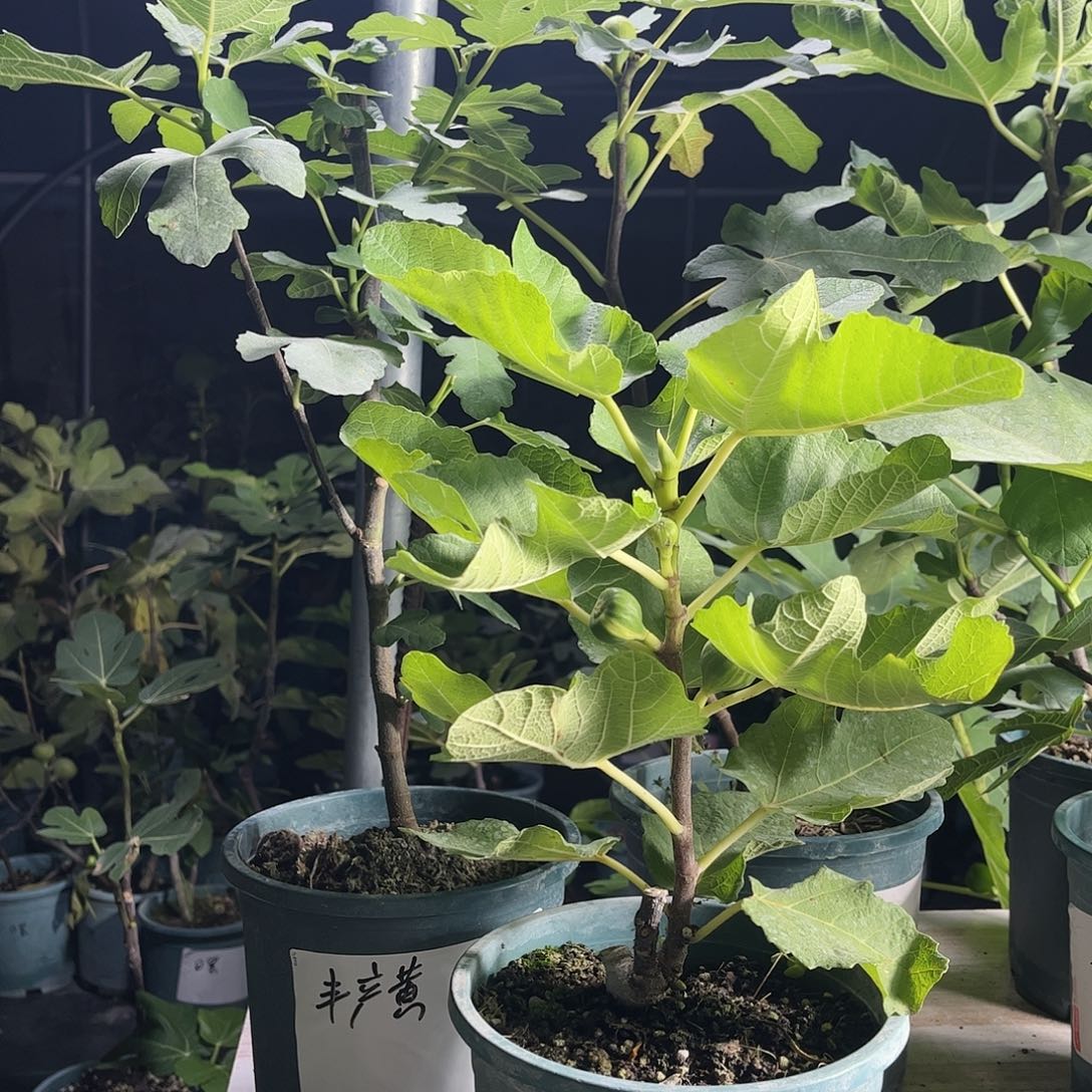 无花朵直播间福袋波及红