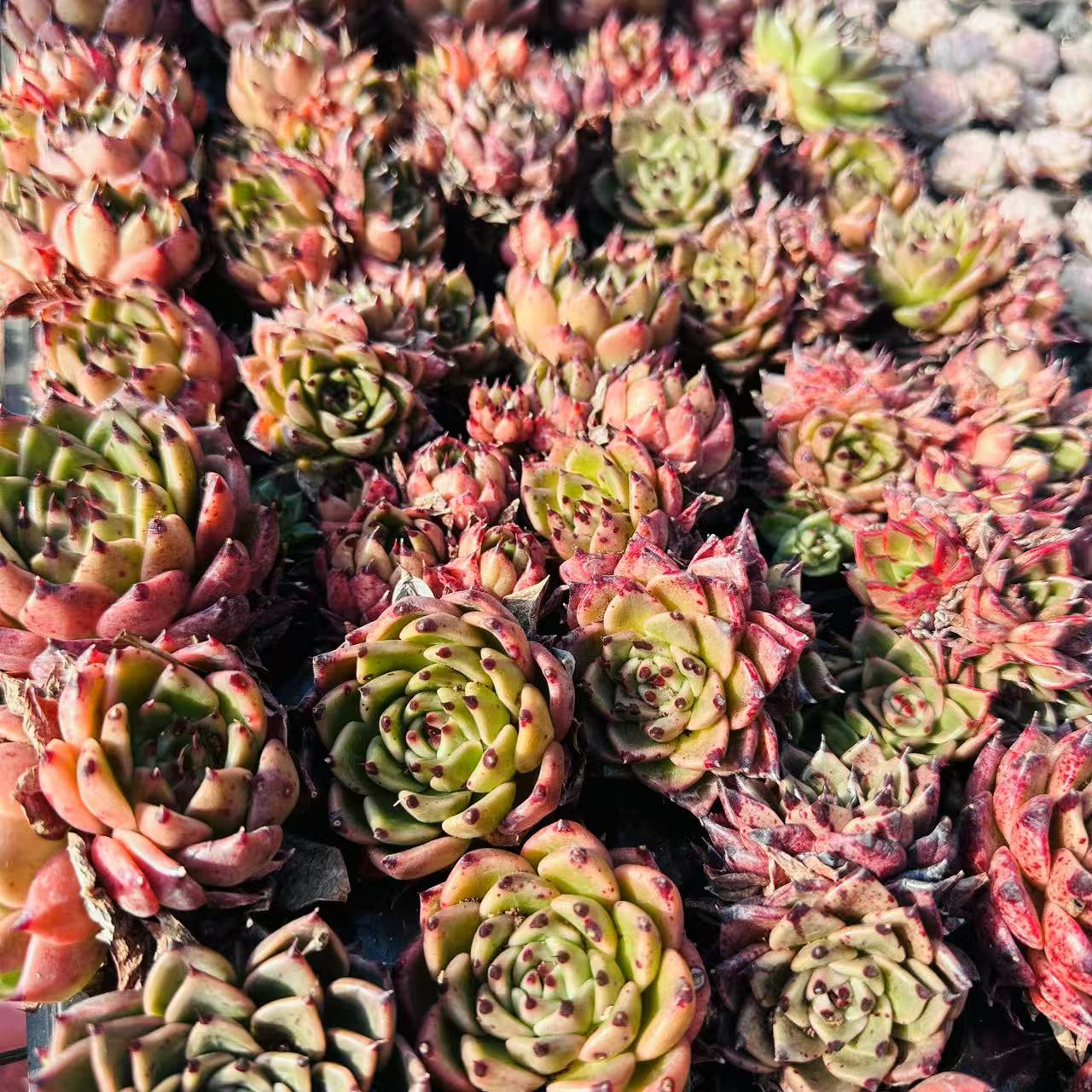 黑夜乌木多肉 拍一发十 精品多肉  