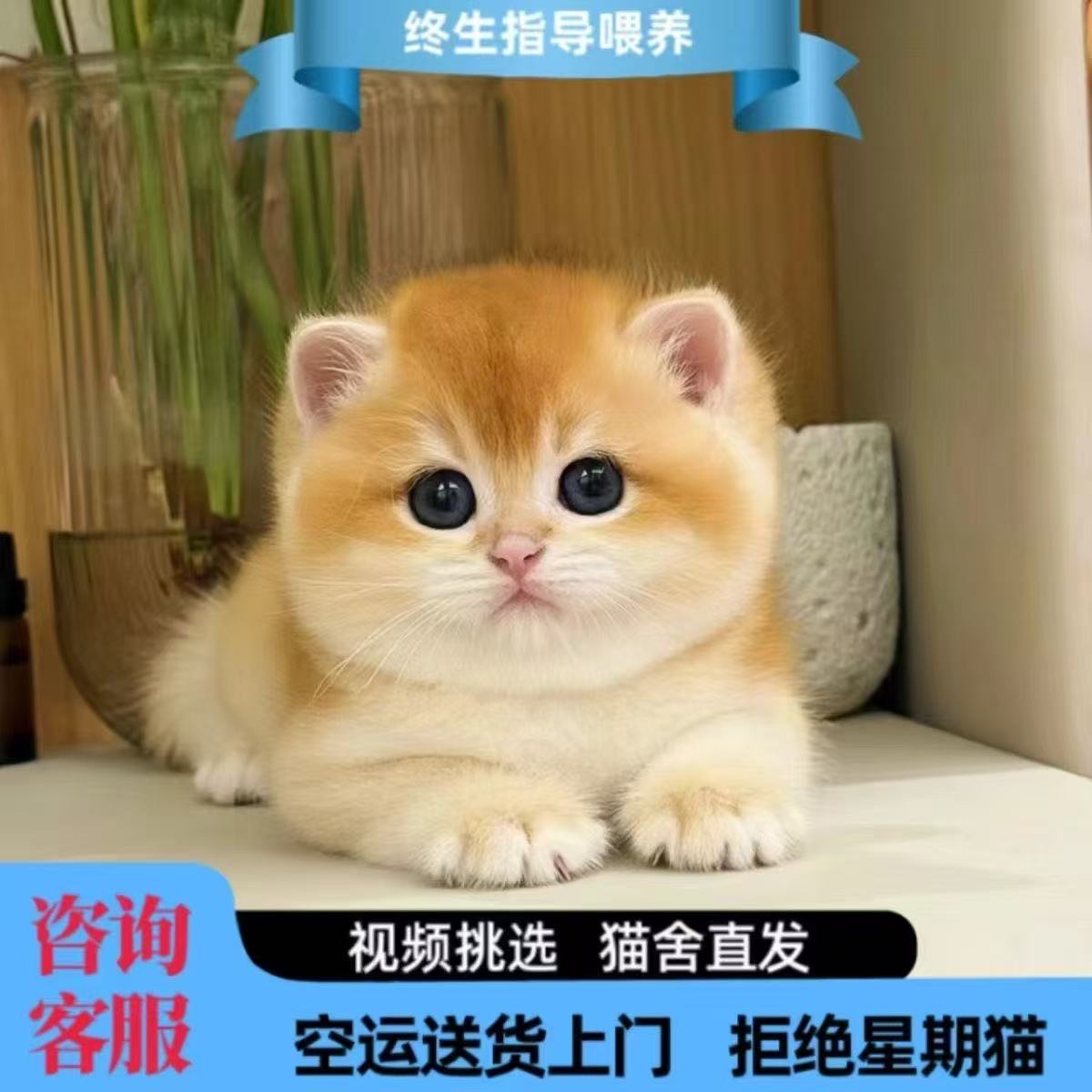 甜美可爱全品类宠物健康猫咪直播间挑选蓝猫布偶金渐层银渐层矮脚