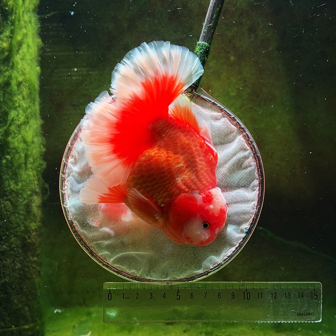 金鱼冷水金鱼百褶泰狮