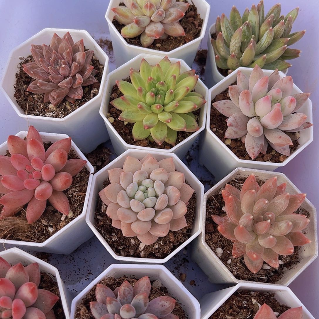 美人系组合11颗白盆发货