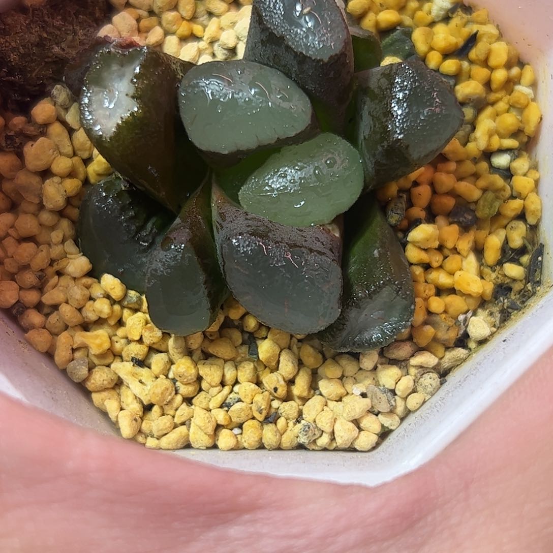 紫镜万象十二卷多肉植物满