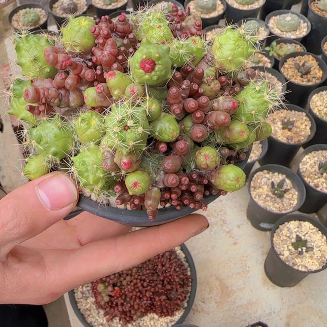 迷***葵块根植物块根植物