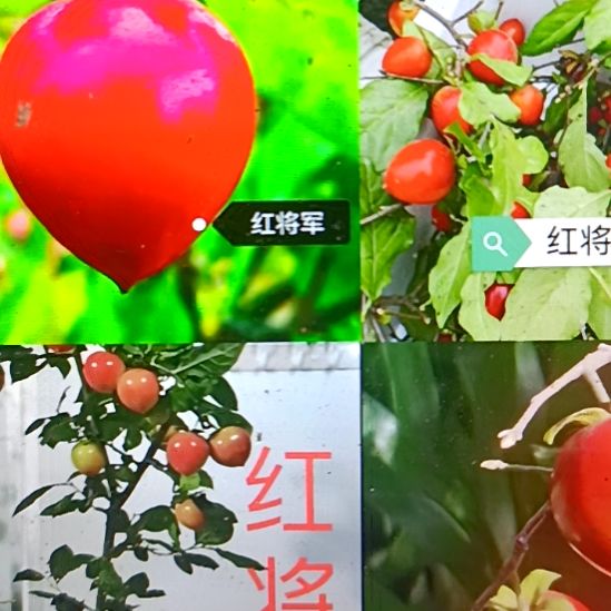 无花朵红将军根苗