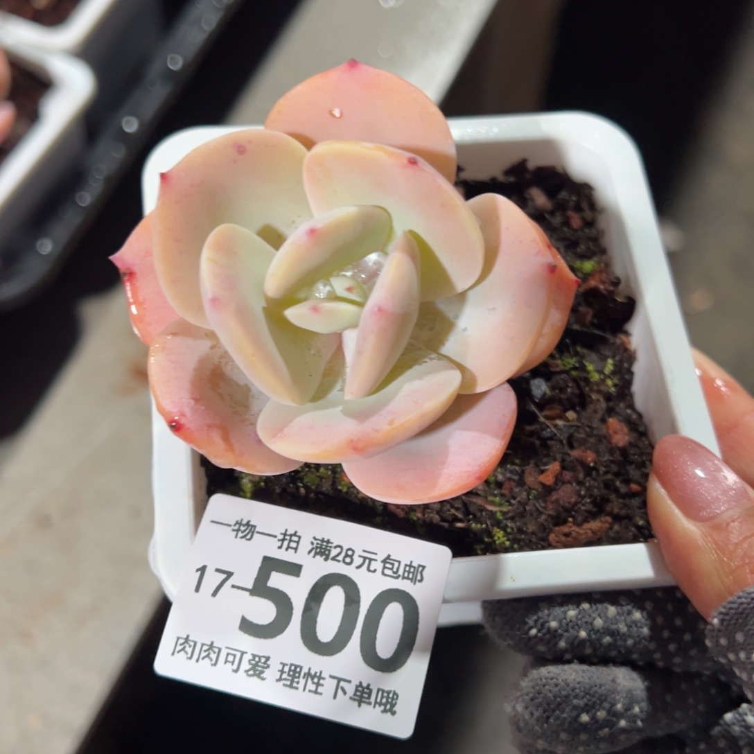 白凤多肉多肉多肉多