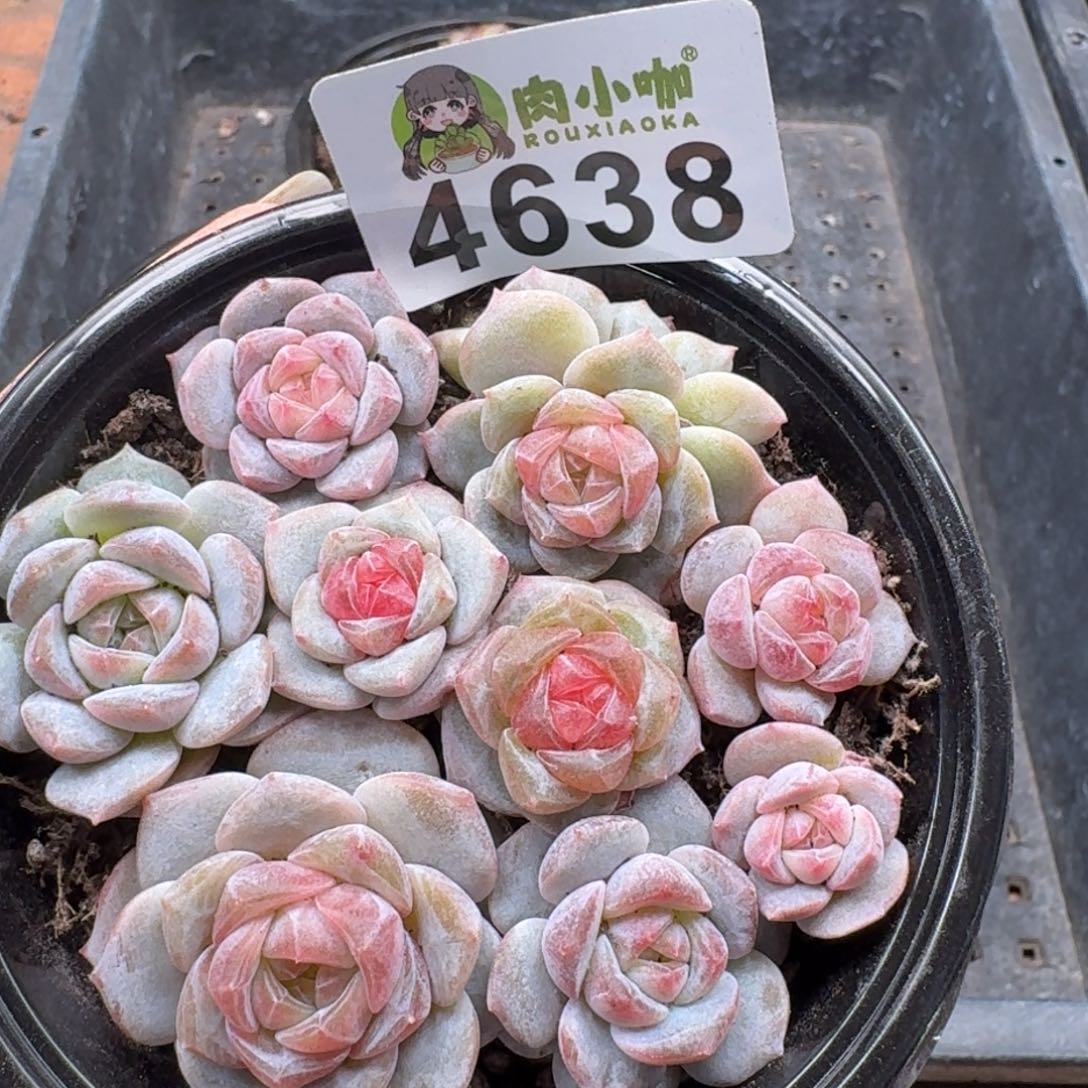 多肉植物多肉植物