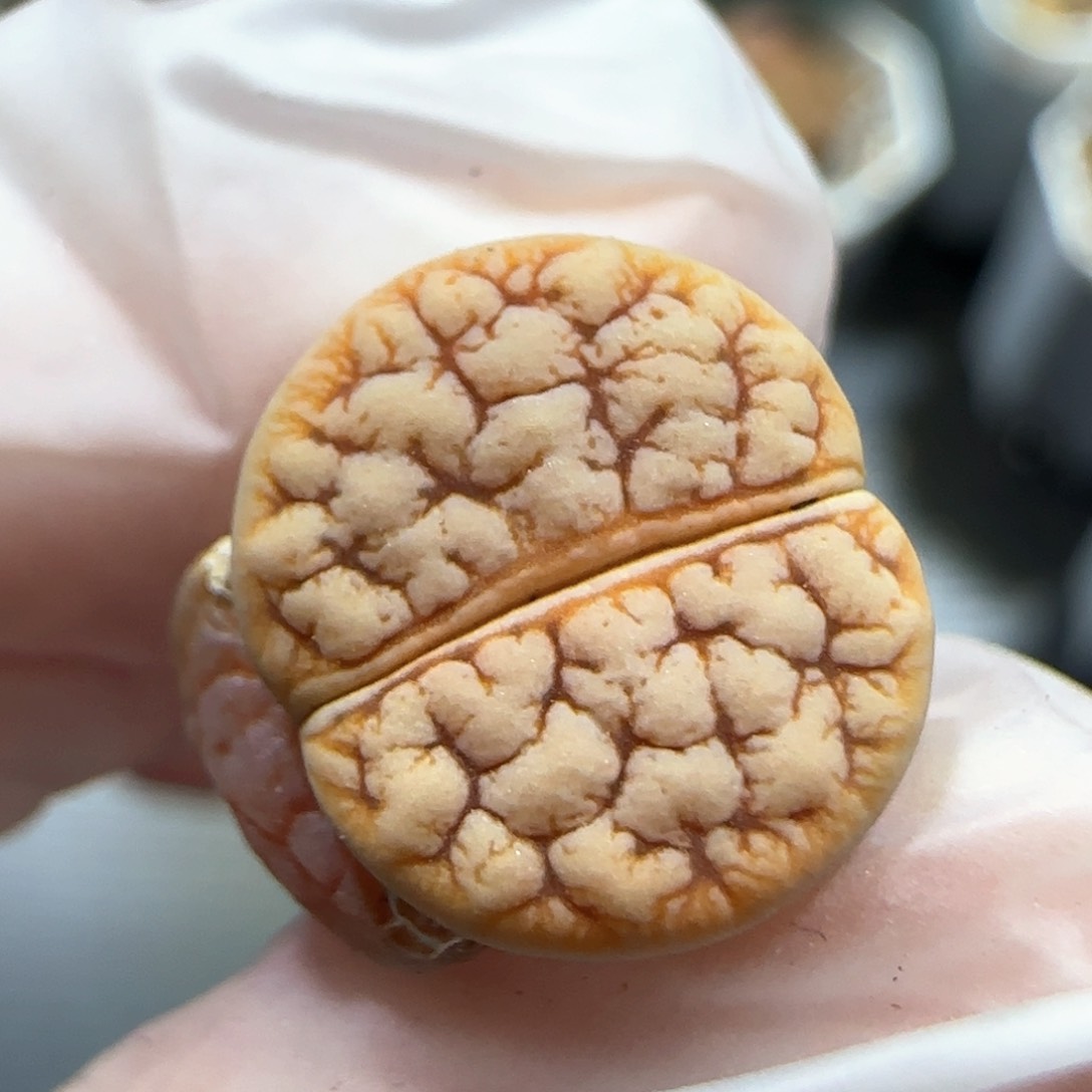 2.20。B优选德系261。5037