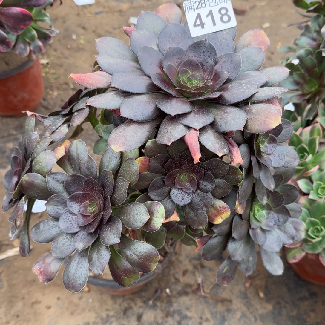 炫彩圆叶多肉418满28包邮断枝不包