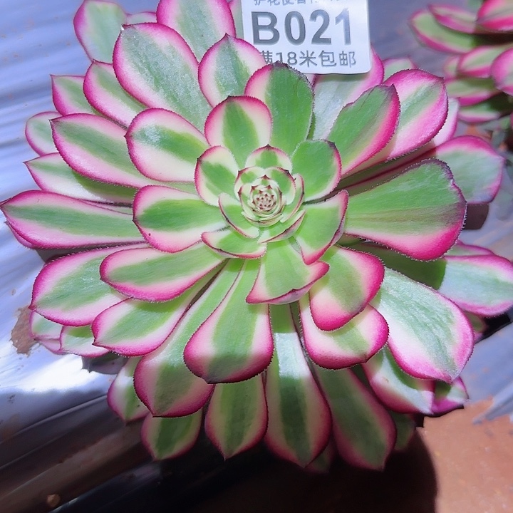 多肉法师淘宝福利