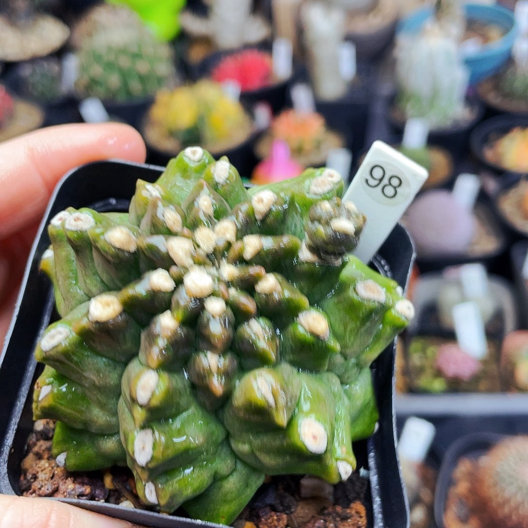 非偏远地区满25包邮仙人球