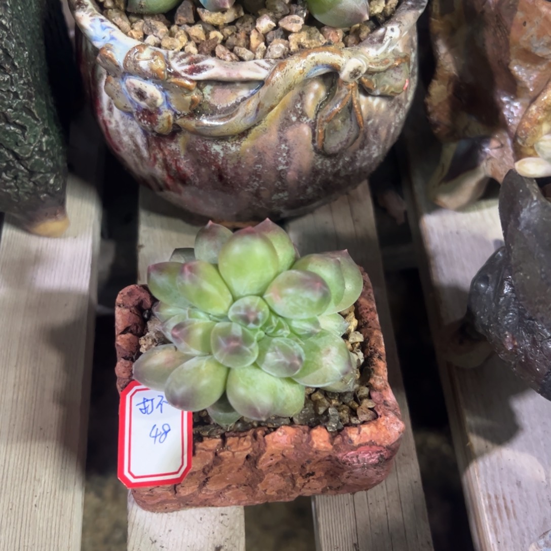 多肉植物重楼缀化