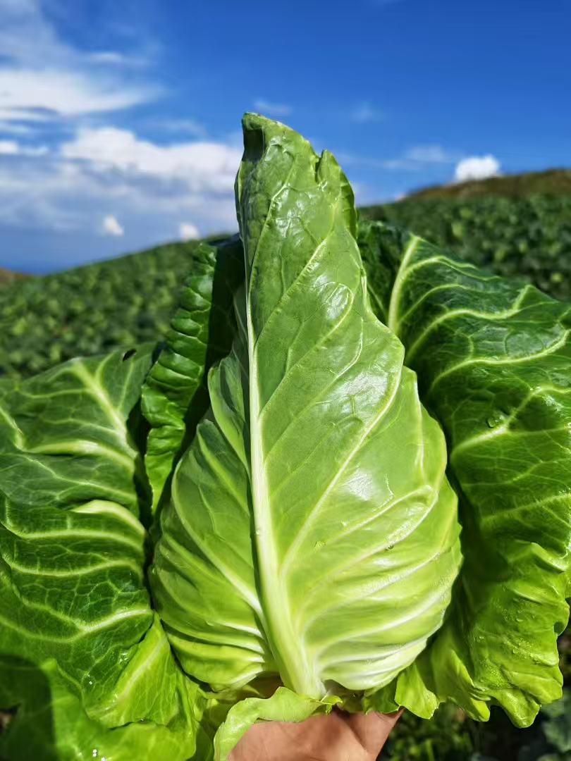 贵州威宁露天新鲜生态牛心菜直发生鲜蔬菜