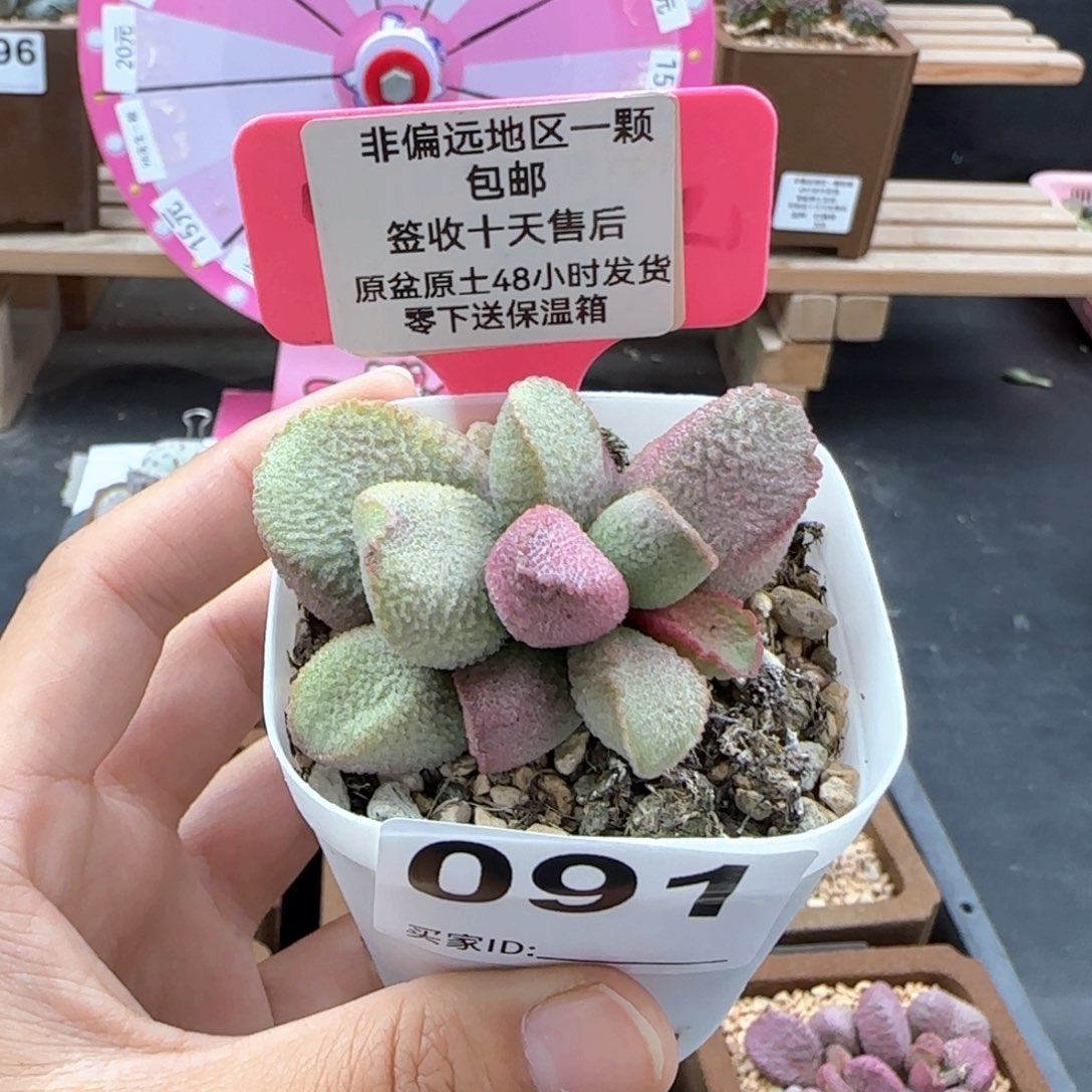 091赛猪肝多肉植物