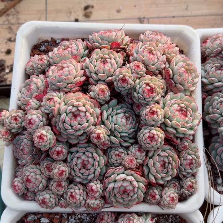 精品多肉植物老桩