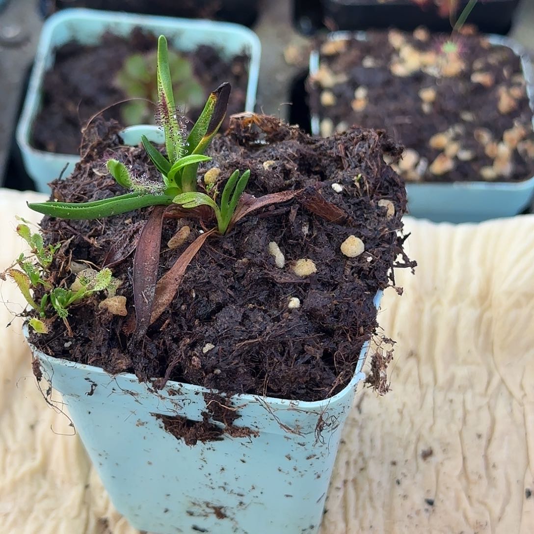 完全开放墨菲特茅膏菜