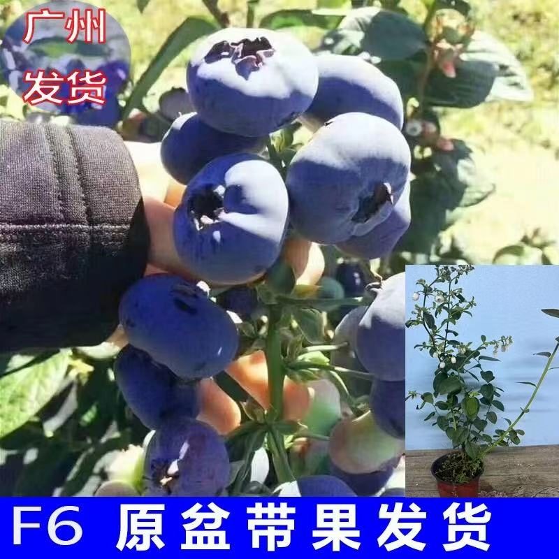 【带花带果发货】蓝梅苗大果室内庭院种植新款蓝梅树苗当年结果爆满
