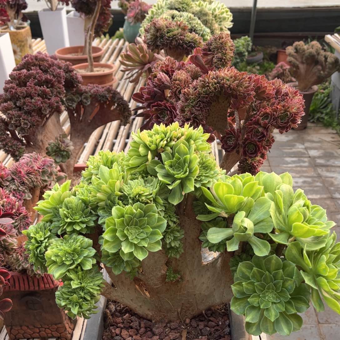 翡翠琉璃精品福利事业