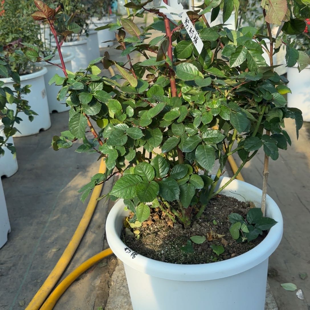 完全开放精品月季花