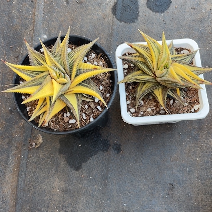 琉璃殿锦带盆发货