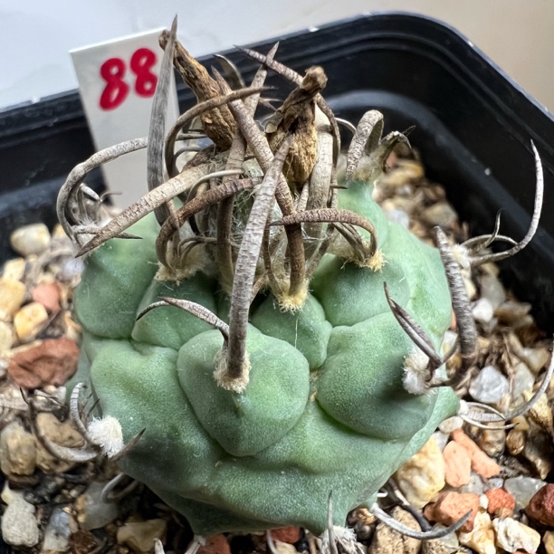 碳刺升云龙实生娇丽仙人球室内阳台好养多肉植物花卉绿植