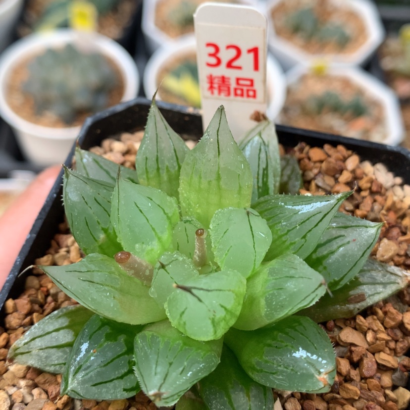 【闪购商品】321西亚基