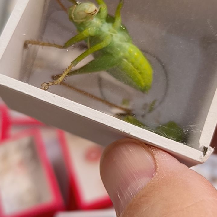 新到天津贾姐吉尔一条