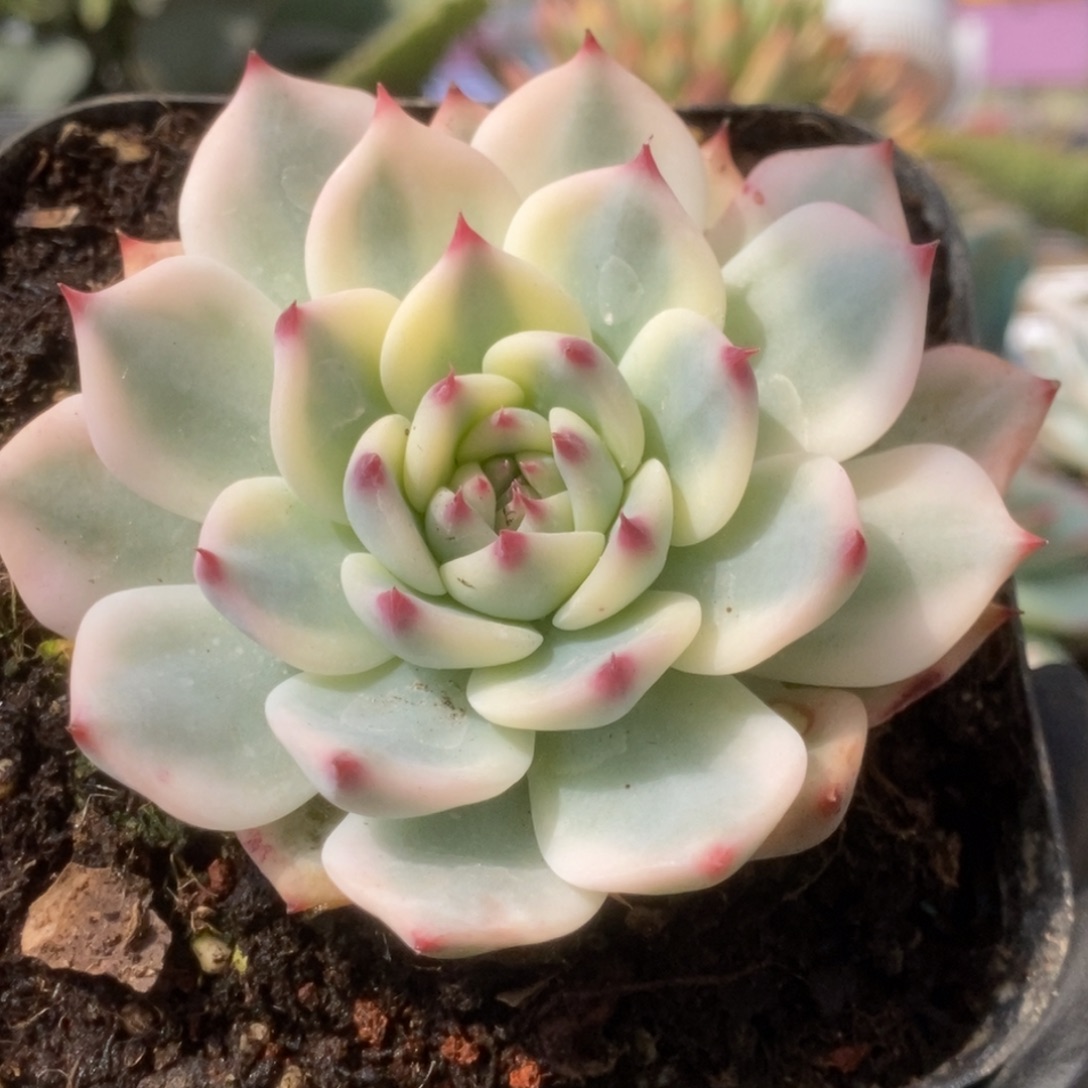 240锦锦锦锦锦锦锦锦
