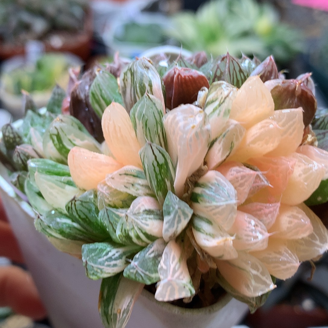 苏州玉露锦带盆土发货