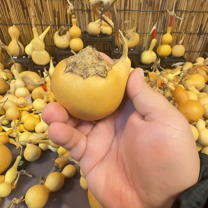 趣***鱼腰子葫芦元宝葫芦