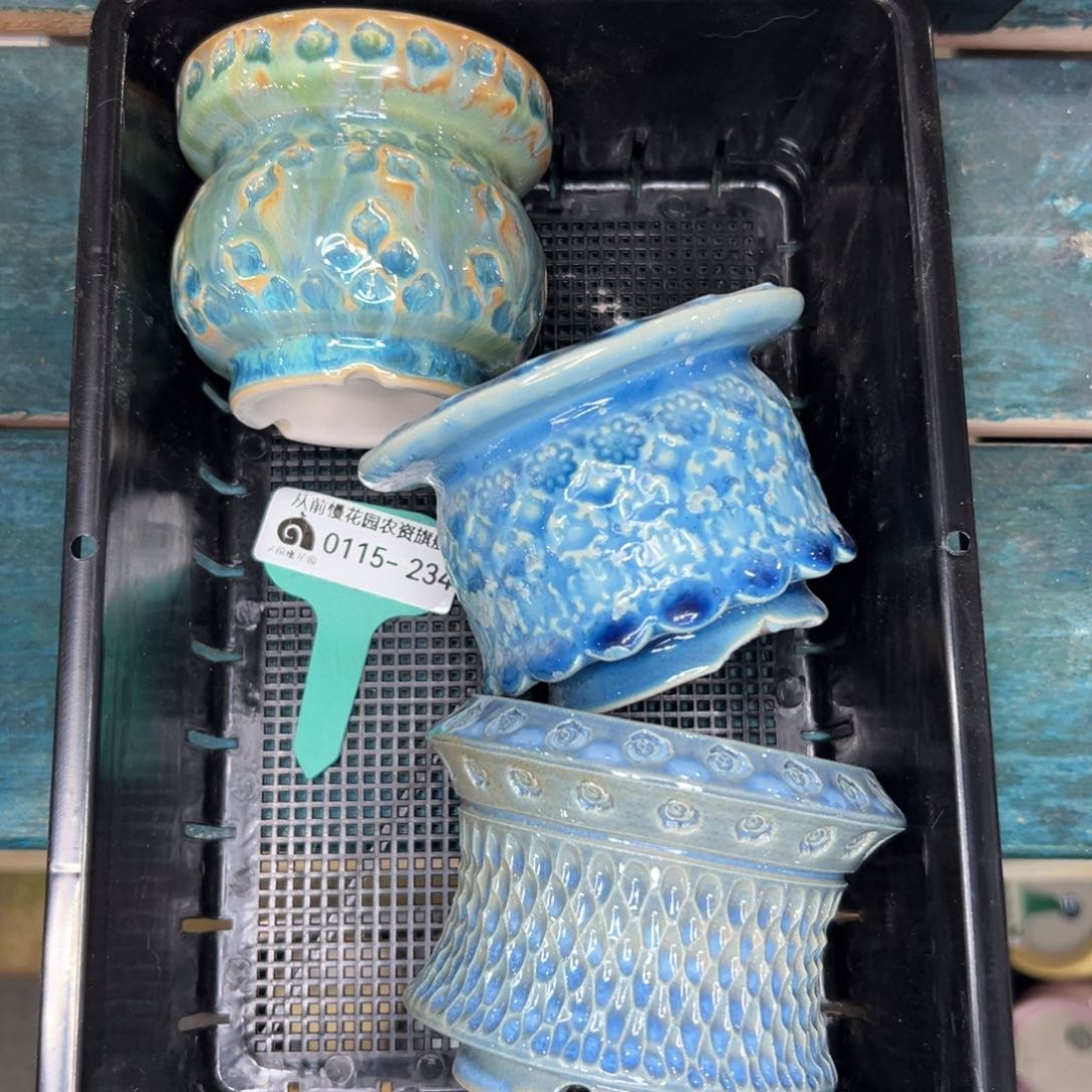 多肉精选编号0115.234