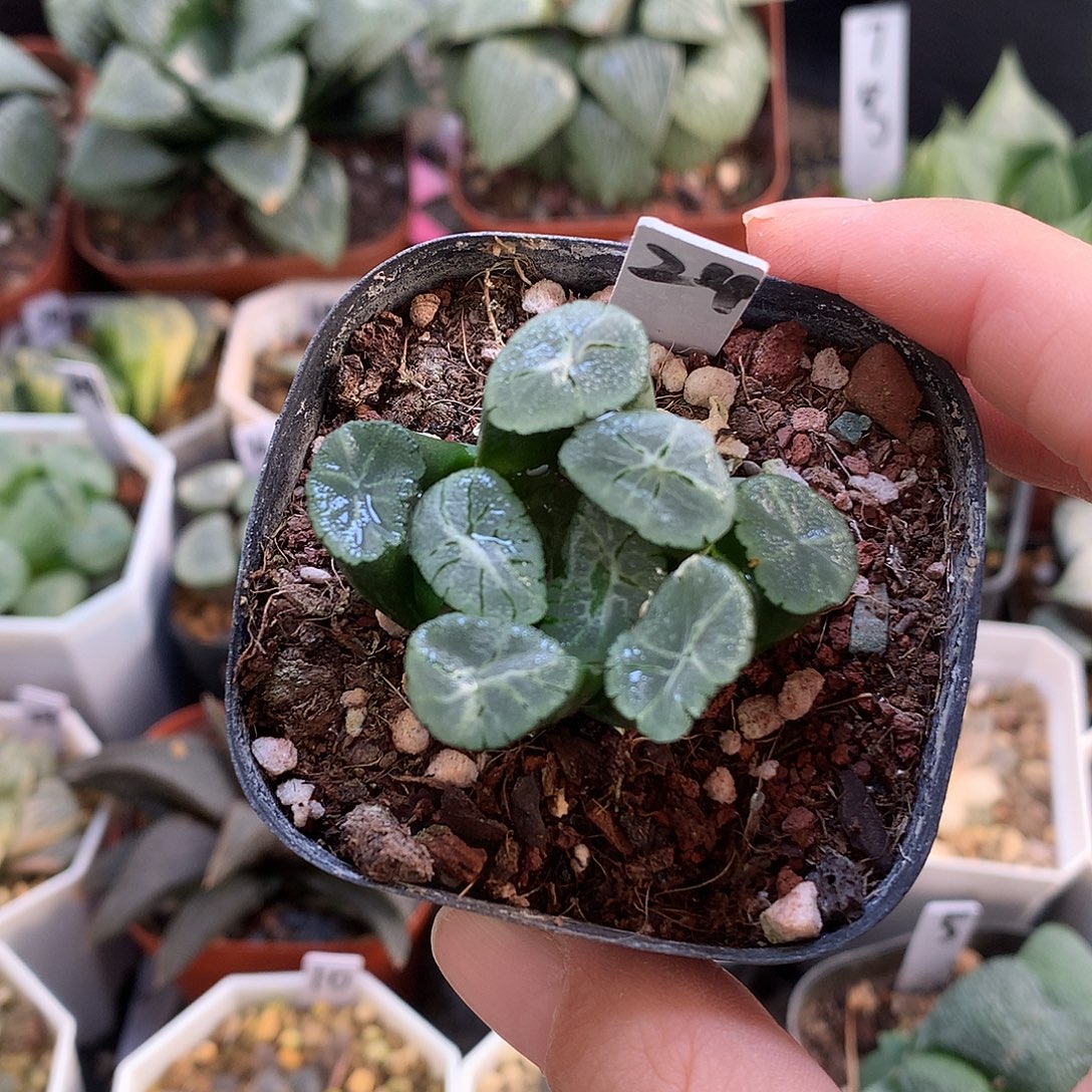 紫万象带盆土带v哦