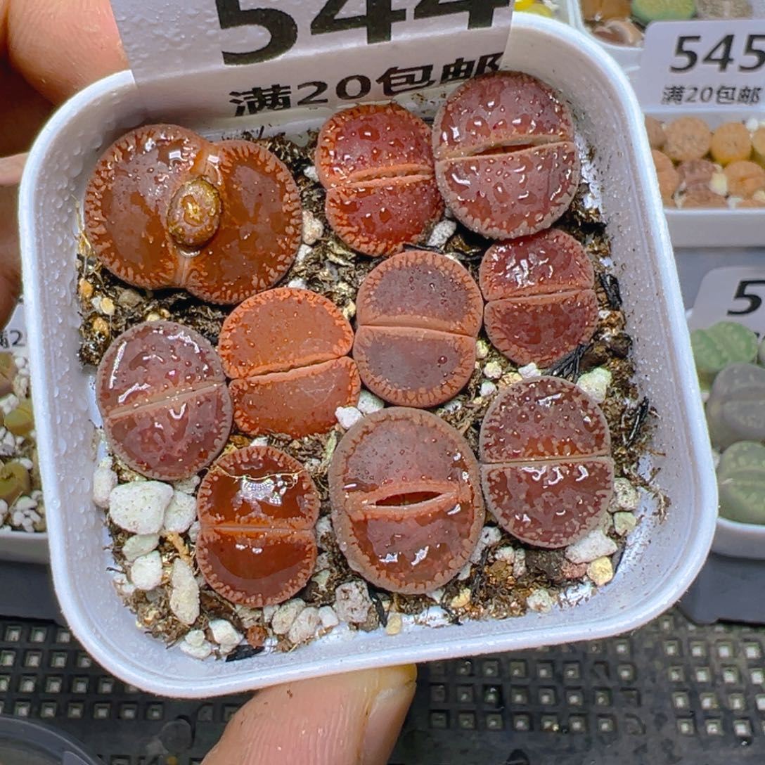 【闪购商品】 544。