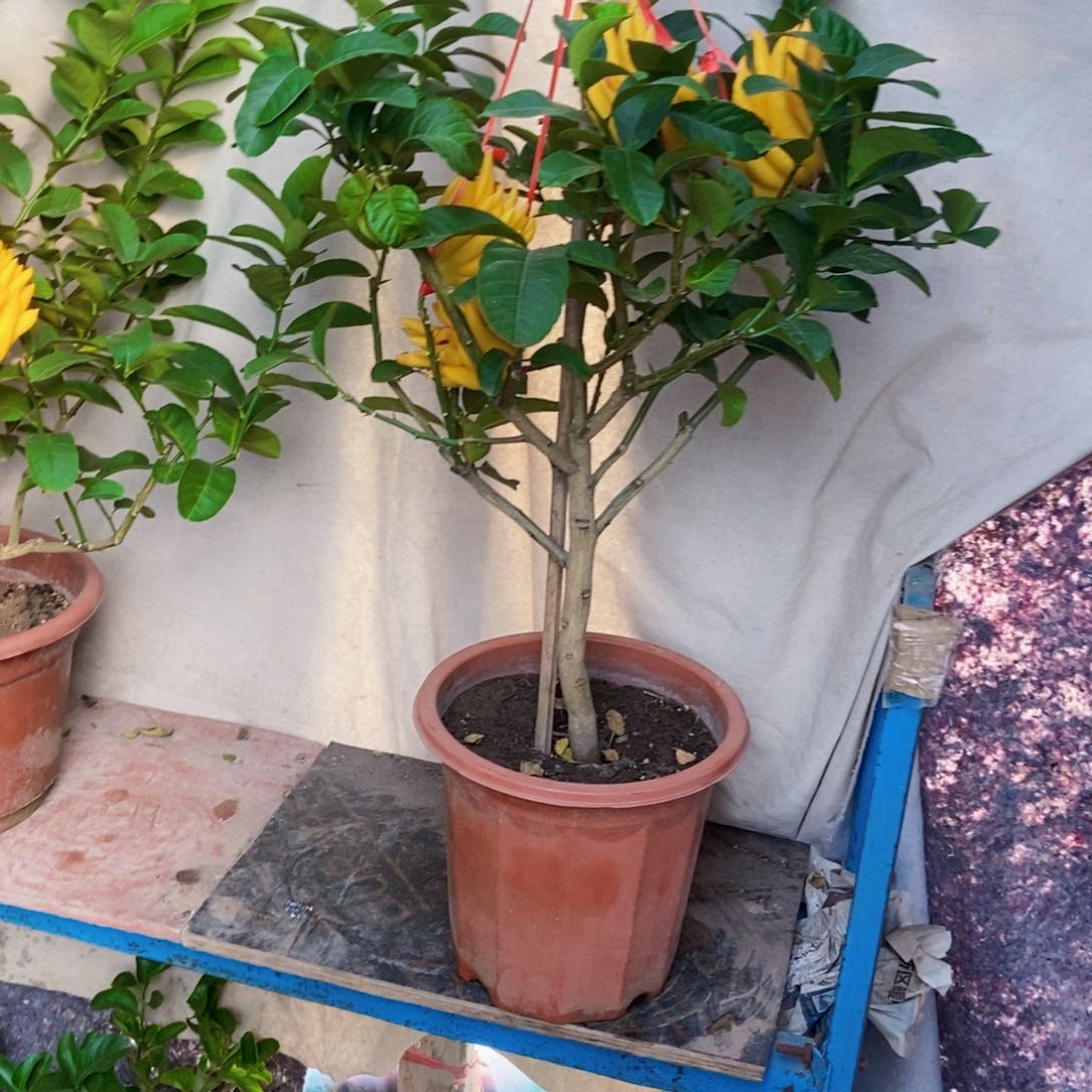 无花朵佛手盆栽植物
